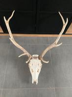 Trophée de Cerf, Enlèvement, Comme neuf, Cerf