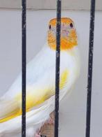 distelvinken, Vrouwelijk, Wildzangvogel, Geringd