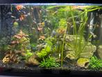 Verkoop guppy’s, Animaux & Accessoires, Poissons | Poissons d'aquarium, Poisson d'eau douce