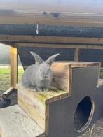 Blauw Van Ham, Dieren en Toebehoren, Konijnen, Meerdere dieren, Middelgroot, 0 tot 2 jaar