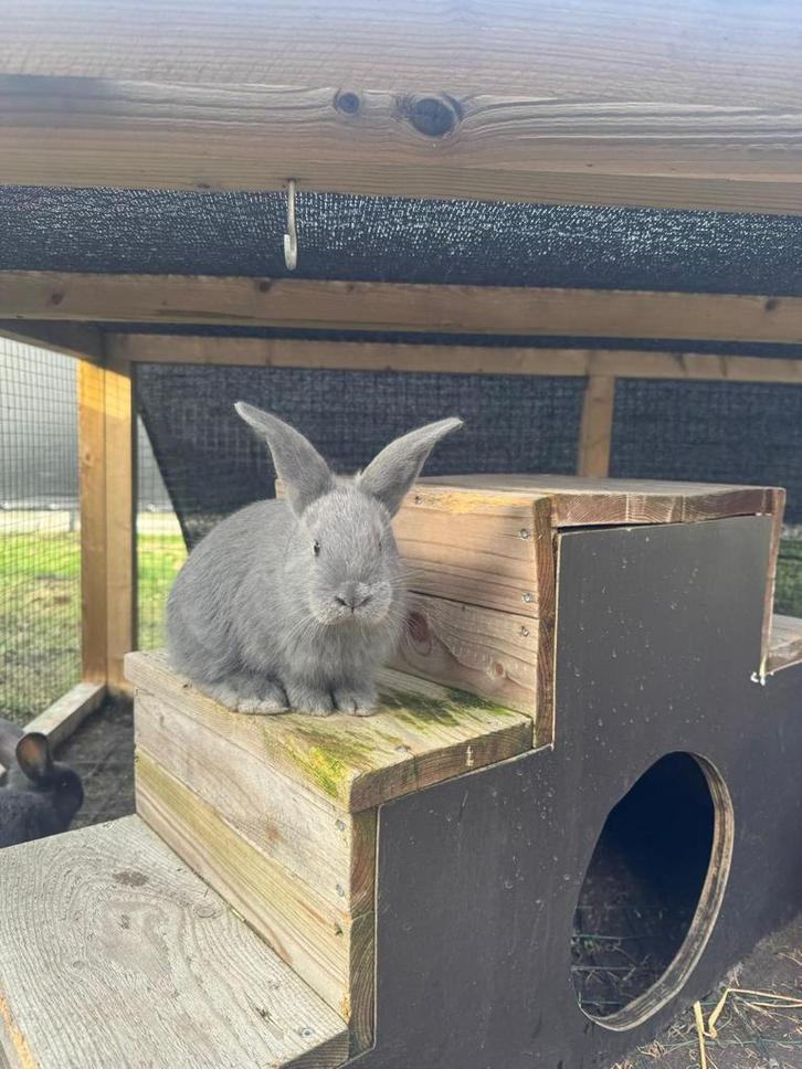 Blauw Van Ham, Dieren en Toebehoren, Konijnen, Middelgroot, Meerdere dieren, 0 tot 2 jaar