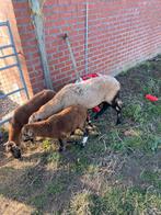 Kameroenschaap ramlam, Dieren en Toebehoren, Mannelijk, Schaap, 0 tot 2 jaar