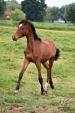 Beloftevolle Zangersheide jaarling merrie te koop, Merrie, Springpaard, Gechipt, Niet van toepassing
