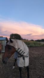 Pony voor halve stal, Dieren en Toebehoren, Merrie, Zadelmak, 11 jaar of ouder, Recreatiepony