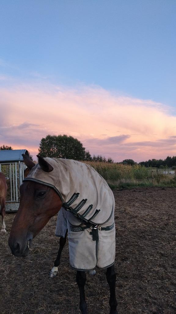 Pony voor halve stal, Dieren en Toebehoren, Pony's, Merrie, Zadelmak, D pony (1.37m tot 1.48m), Recreatiepony, 11 jaar of ouder