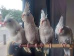 valkparkieten te koop, Dieren en Toebehoren, Geringd