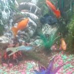 Visjes voor warm water aquarium, Dieren en Toebehoren, Vissen | Aquariumvissen, Vis
