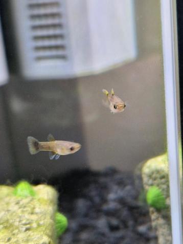 Jonge guppy's beschikbaar voor biedingen