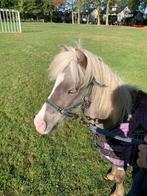 Pony, Gechipt, Hengst, A pony (tot 1.17m), 3 tot 6 jaar