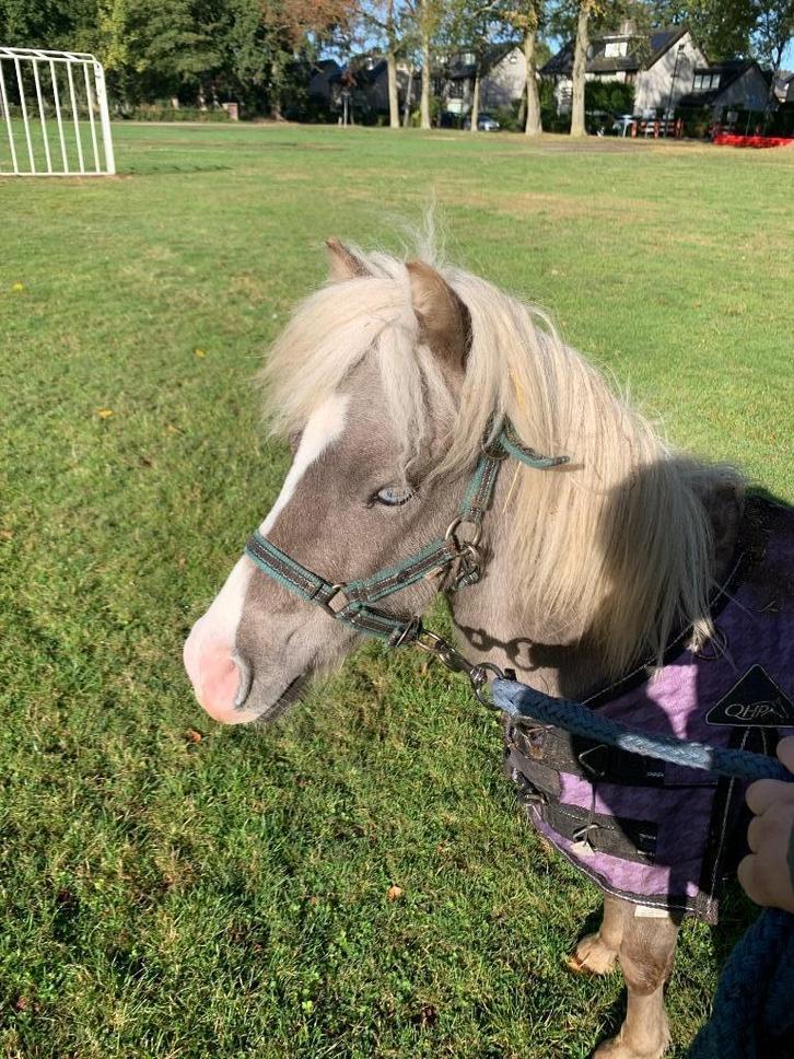 Pony, Dieren en Toebehoren, Pony's, Hengst, Onbeleerd, A pony (tot 1.17m), Recreatiepony, 3 tot 6 jaar, Gechipt, Ontwormd, Ingeënt