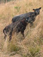 Ooien 2 jarige en jaarlingen correct fokdieren, Dieren en Toebehoren, Schapen, Geiten en Varkens, Meerdere dieren, Geit, 0 tot 2 jaar