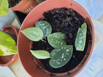 Scindapsus pictus stekjes beschikbaar voor biedingen