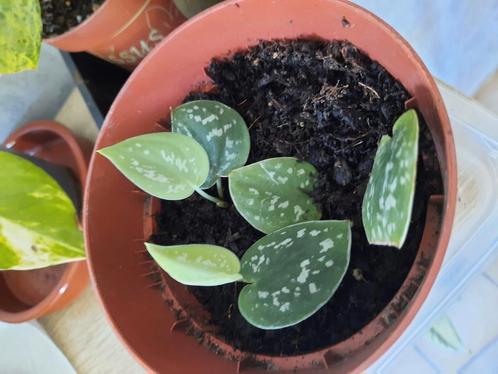 Scindapsus pictus stekjes, Huis en Inrichting, Kamerplanten, Overige soorten, Minder dan 100 cm, Groene kamerplant, Halfschaduw