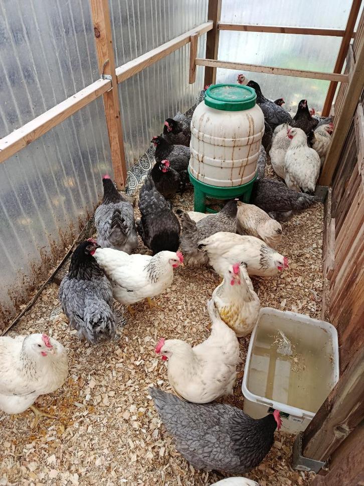 laatste 45 hennen voor lekker vlees of leg 3,2 kg, Dieren en Toebehoren, Pluimvee, Kip, Vrouwelijk