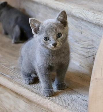 Prachtige blauwe rus kittens met stamboom, Dieren en Toebehoren, Katten en Kittens | Raskatten | Korthaar, Meerdere dieren, Gechipt