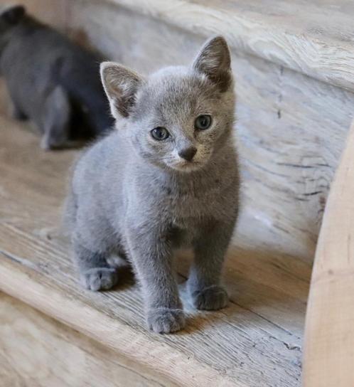 Prachtige blauwe rus kittens met stamboom, Dieren en Toebehoren, Katten en Kittens | Raskatten | Korthaar, Meerdere dieren, 0 tot 2 jaar