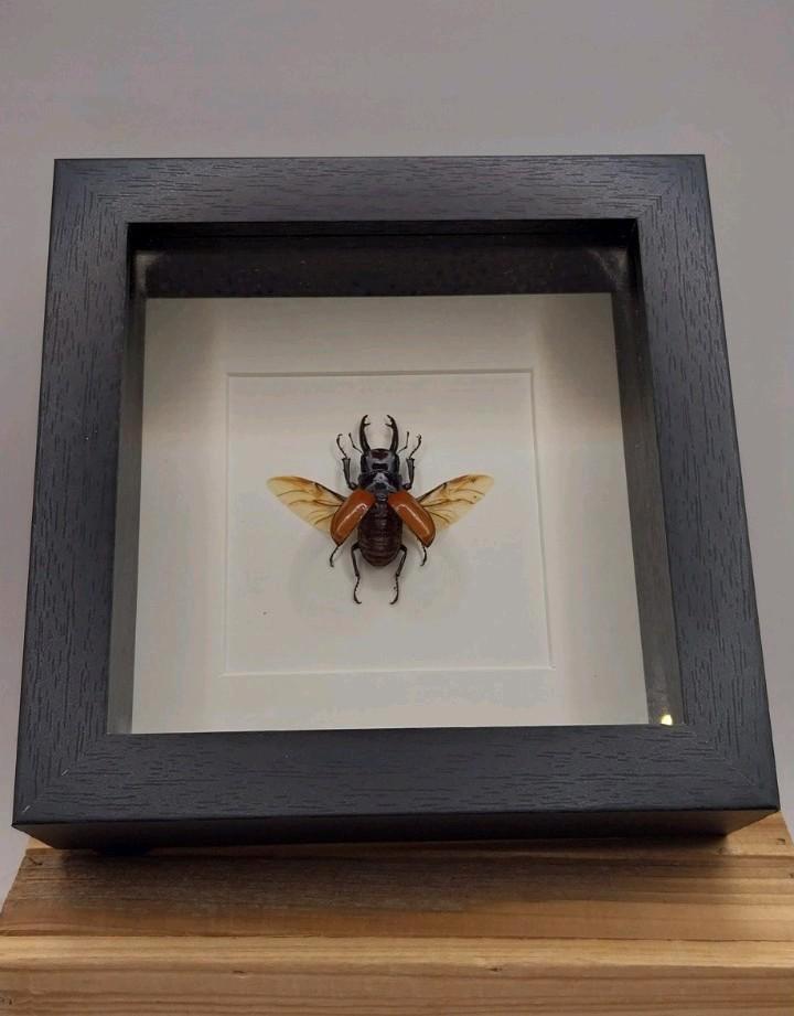 Odontolabis: kever onder frame, Verzamelen, Dierenverzamelingen, Nieuw, Opgezet dier, Insect, Ophalen of Verzenden