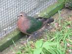 Jong koppel groenvleugel duiven, Dieren en Toebehoren, Vogels | Duiven