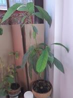 Chaque semaine des promos ! Plantes avocatiers, En pot, Moins de 100 cm, Enlèvement, Plante fruitière