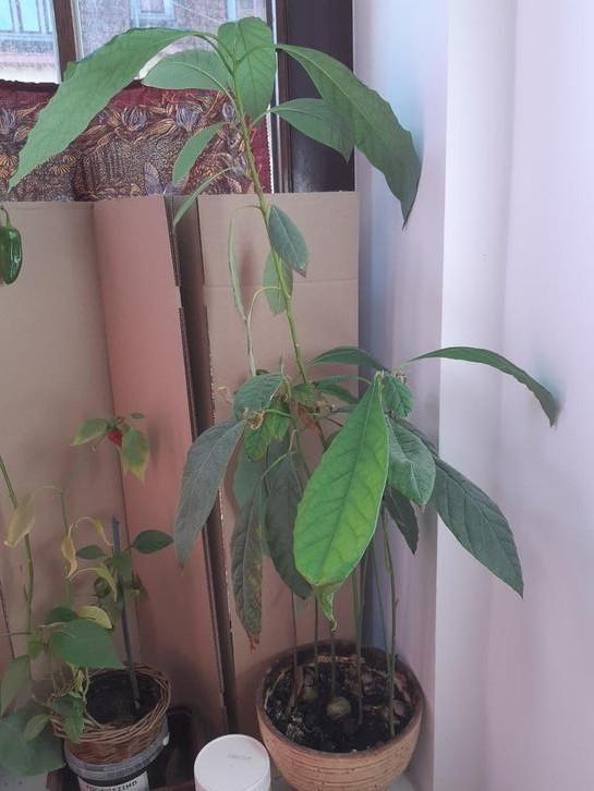 Elke week promoties! Avocado-planten, Huis en Inrichting, Kamerplanten, Fruitplant, Minder dan 100 cm, Groene kamerplant, Halfschaduw