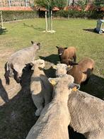 Reyland lammeren, Dieren en Toebehoren, Schapen, Geiten en Varkens, Meerdere dieren, Schaap, 0 tot 2 jaar