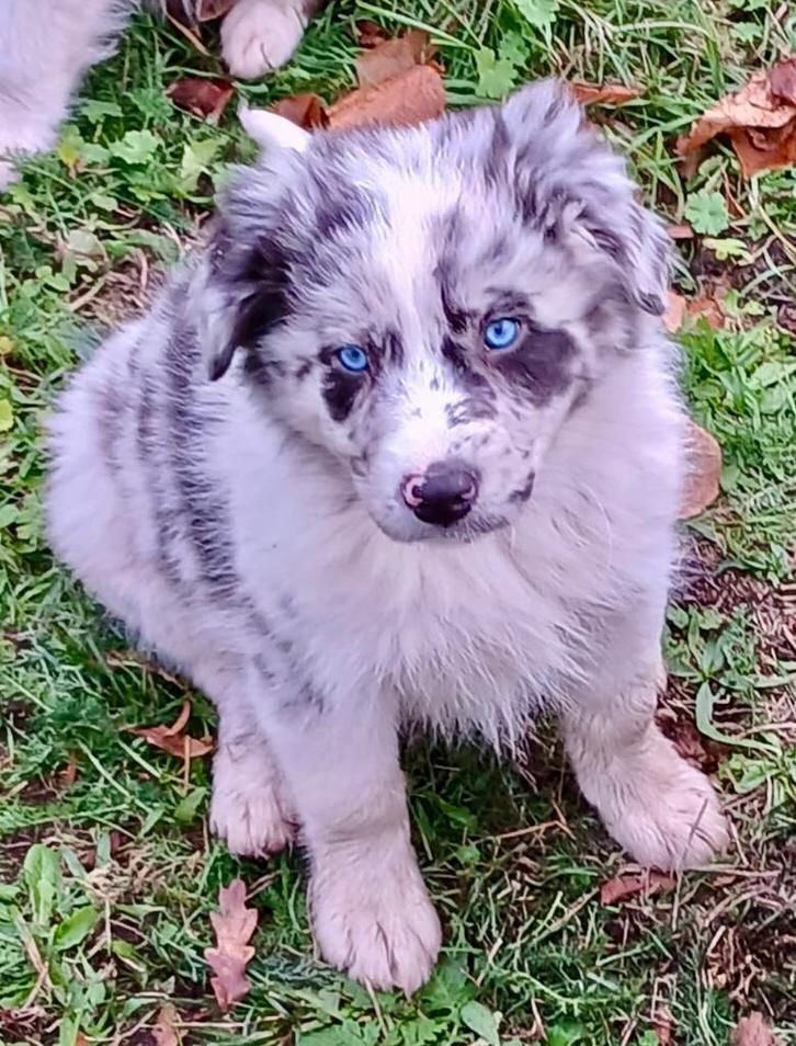 Border collie pups, Dieren en Toebehoren, Honden | Herdershonden en Veedrijvers, Meerdere dieren, Collie, Fokker | Hobbymatig