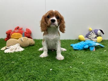 Cavalier King Charles Spaniel pups beschikbaar voor biedingen
