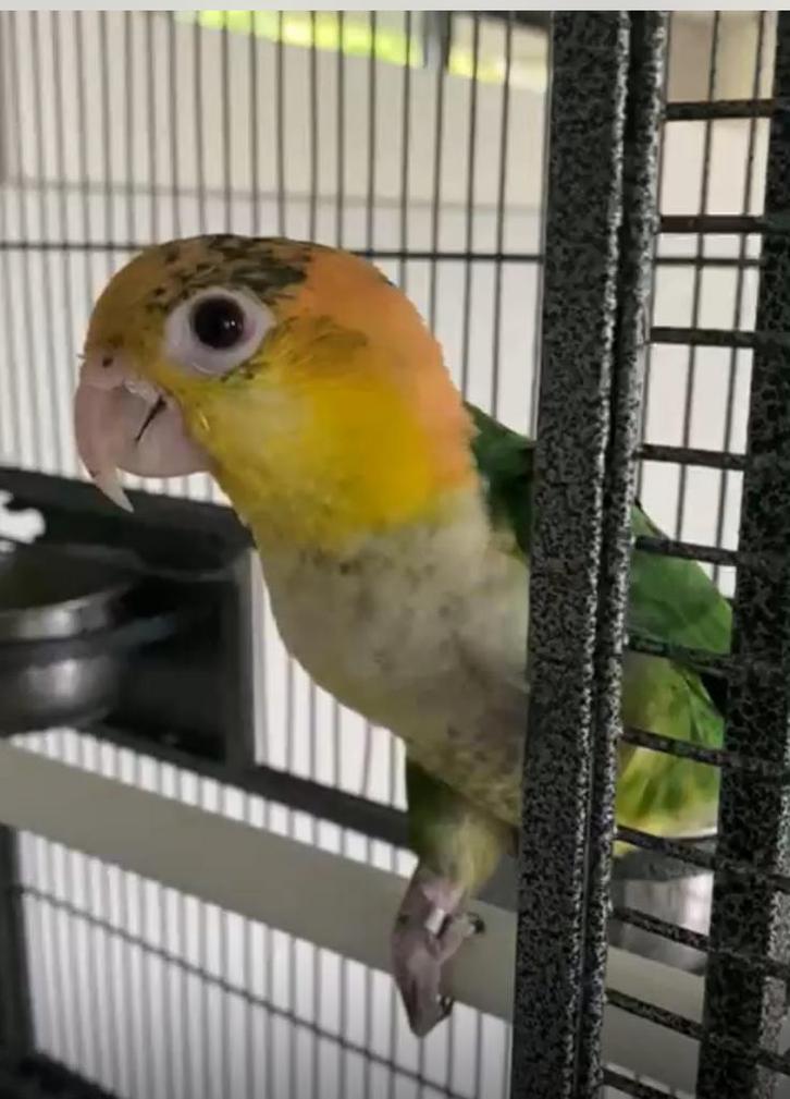 Heel mooi koppel groendij caique, Animaux & Accessoires, Oiseaux | Perruches & Perroquets, Perroquet, Plusieurs animaux, Bagué