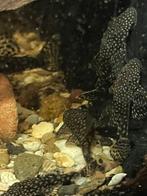 ancistrussen, Dieren en Toebehoren, Vissen | Aquariumvissen