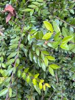 Lonicera haagplantjes, Ophalen, Haag