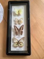 Naturalistische vlindercollectie op, Dieren en Toebehoren, Insecten en Spinnen, Vlinders of Rupsen