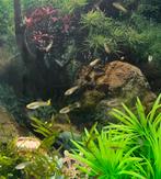 35 guppys, Dieren en Toebehoren