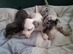 Jack Russell pups, Dieren en Toebehoren, Honden | Jack Russells en Terriërs, België, Jack Russell Terriër, 8 tot 15 weken, Meerdere