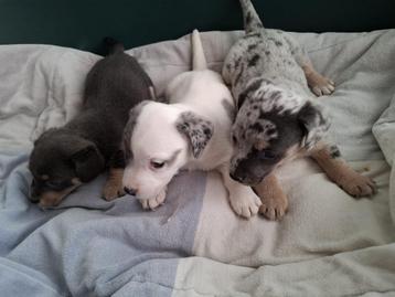 Jack Russell pups beschikbaar voor biedingen