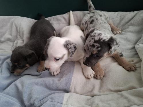 Jack Russell pups, Dieren en Toebehoren, Honden | Jack Russells en Terriërs, Meerdere dieren, Jack Russell Terriër, Fokker | Professioneel
