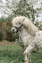 Shetlander/mini paardje te koop, Dieren en Toebehoren, Ophalen