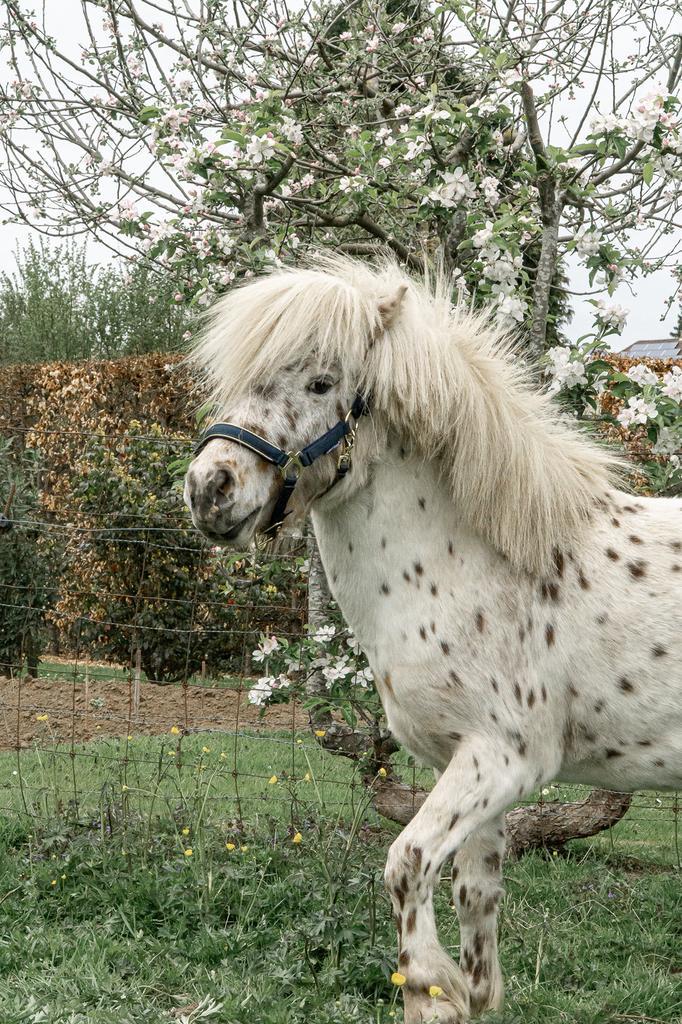 Shetlander/mini paardje te koop, Dieren en Toebehoren, Overige Dieren-accessoires, Ophalen