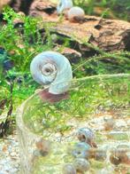 Jonge Posthoornslakken blauw/ rood / bruin, Dieren en Toebehoren, Slak of Weekdier, Zoetwatervis