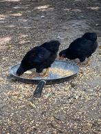 Wyandotte kriel kippen en hanen, Dieren en Toebehoren, Meerdere dieren, Kip