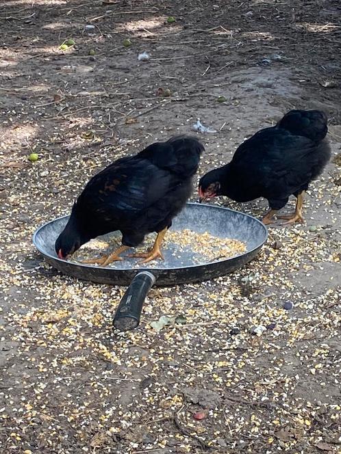 Wyandotte kriel kippen en hanen, Dieren en Toebehoren, Pluimvee, Kip, Meerdere dieren