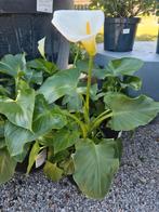 Zantedeschia - Aronskelk, Tuin en Terras, Planten | Tuinplanten, Ophalen, Halfschaduw
