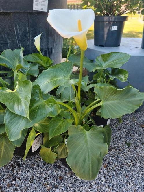 Zantedeschia - Aronskelk, Tuin en Terras, Planten | Tuinplanten, Halfschaduw, Ophalen