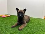 Nestje Mechelse Herder pups, België, CDV (hondenziekte), 8 tot 15 weken, Meerdere