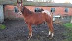 2 jaarse c pony  1450 euro, Dieren en Toebehoren, Pony's, Ruin, Springpony, 0 tot 2 jaar, C pony (1.27m tot 1.37m)