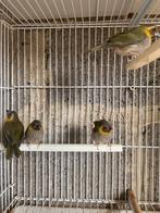 Kleine Cubavink 2025., Dieren en Toebehoren, Vogels | Overige Vogels