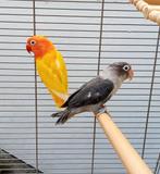 Onafscheidelijk koppel met kooi en accessoires, Meerdere dieren, Parkiet