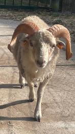 Prachtig witte Ouessant ram met afstammingsbewijs, Mannelijk, Schaap, 0 tot 2 jaar