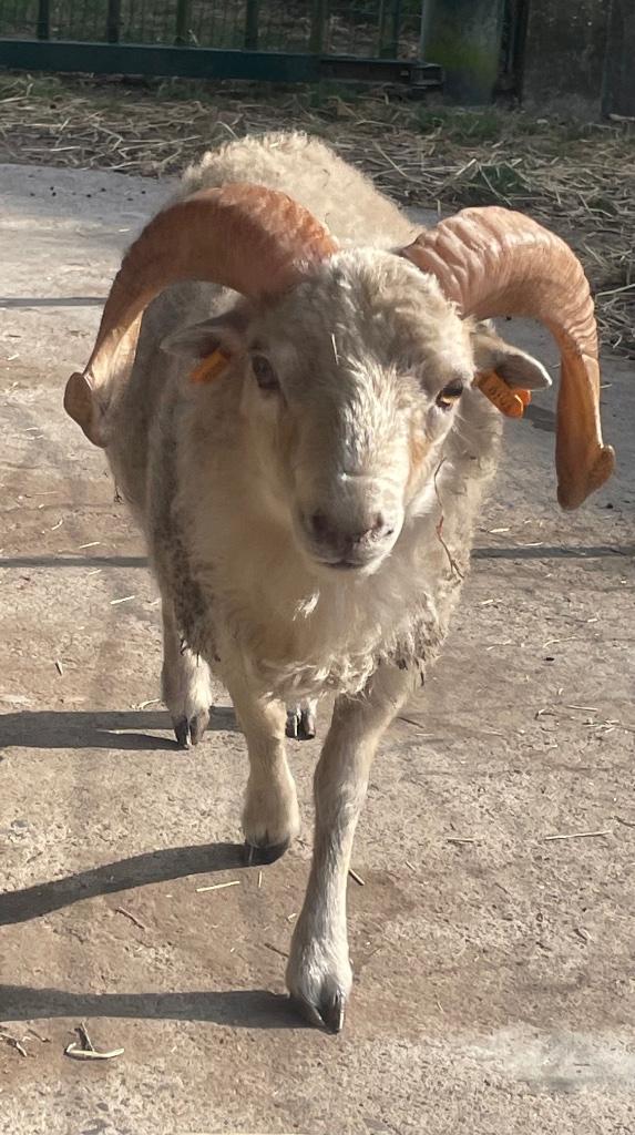 Prachtig witte Ouessant ram met afstammingsbewijs, Dieren en Toebehoren, Schapen, Geiten en Varkens, Schaap, Mannelijk, 0 tot 2 jaar