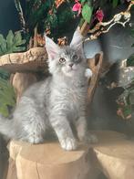maine coon, Dieren en Toebehoren, Meerdere dieren, Gechipt, 0 tot 2 jaar