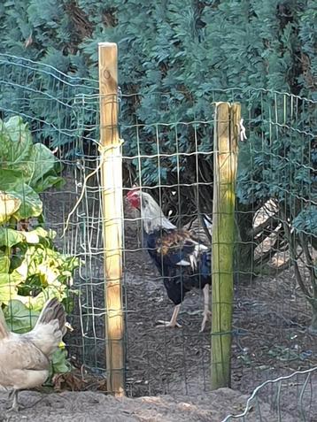 haan gratis op te halen, Mâle, Poule ou poulet